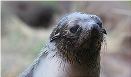 New Zealand fur seals covered in oil-907